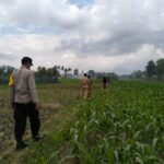 Polsek Kediri Bersama Bhabinkamtibmas dan PPL Pertanian Tingkatkan Ketahanan Pang