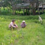 LOMBOK BARAT, NTB – Dalam upaya mewujudkan ketahanan pangan yang kuat di tingkat desa, Bhabinkamtibmas Desa Jagaraga, Aiptu I Gede Dodit, melaksanakan kunjungan silaturahmi ke Dusun Dasan Geres Pande, Kecamatan Kuripan, Lombok Barat. Kunjungan pada Minggu, 21 September 2025 ini bertujuan untuk mensosialisasikan pentingnya program ketahanan pangan kepada warga binaan, khususnya Bapak Nasri, dengan fokus pada pemanfaatan lahan produktif. Kegiatan yang dimulai pukul 11.00 WITA ini disambut baik oleh Bapak Nasri dan warga setempat. Aiptu Gede Dodit berinteraksi langsung dan memberikan edukasi tentang cara-cara efektif mengoptimalkan lahan yang mereka miliki, baik pekarangan rumah maupun lahan kosong, untuk ditanami tanaman pangan, beternak, atau budidaya perikanan. Inisiatif ini merupakan bagian dari komitmen Polri dalam mendukung program pemerintah untuk memperkuat fondasi ekonomi masyarakat, khususnya di sektor pertanian. Mendorong Produktivitas Lahan Melalui Tanaman Jagung Dalam kunjungannya, Aiptu Gede Dodit secara spesifik mengajak Bapak Nasri untuk menanam jagung di lahannya yang berlokasi di RT. 01 Dusun Dasan Geres Pande. Jagung dipilih karena merupakan salah satu komoditas pangan pokok yang memiliki nilai ekonomis tinggi dan relatif mudah dibudidayakan. Aiptu Gede Dodit menekankan bahwa pemanfaatan lahan untuk menanam jagung tidak hanya akan memenuhi kebutuhan pangan keluarga, tetapi juga dapat meningkatkan pendapatan jika hasilnya melimpah. “Kami datang ke sini untuk mengajak Bapak Nasri dan warga lainnya agar tidak menyia-nyiakan lahan yang ada. Dengan menanam jagung, misalnya, kita bisa berkontribusi langsung pada ketahanan pangan keluarga dan bahkan desa,” ujar Aiptu I Gede Dodit. Ia menambahkan bahwa upaya ini sejalan dengan program pemerintah pusat dalam menghadapi tantangan pangan global. Warga Antusias Dukung Program Ketahanan Pangan Respons positif datang dari warga binaan, Bapak Nasri, yang menyatakan kesiapannya untuk mendukung program ini. Menurutnya, inisiatif dari Bhabinkamtibmas ini sangat membantu masyarakat dalam melihat potensi lahan yang selama ini mungkin belum tergarap optimal. “Saya sangat berterima kasih atas kunjungan Bapak Bhabinkamtibmas. Kami siap mendukung program ini. Selama ini lahan memang ada, tapi kami belum tahu harus mulai dari mana. Dengan arahan ini, kami jadi lebih termotivasi,” ungkap Bapak Nasri. Ia berharap, kegiatan serupa dapat terus dilakukan untuk memberikan pendampingan dan motivasi kepada petani lainnya. Polisi Hadir untuk Masyarakat Kapolsek Kuripan, Ipda I Wayan Eka Ariyana, S.H., menjelaskan bahwa kegiatan yang dilakukan oleh Bhabinkamtibmas Aiptu I Gede Dodit merupakan wujud nyata dari peran Polri sebagai pengayom, pelindung, dan pelayan masyarakat. Ia menegaskan bahwa tugas polisi tidak hanya terbatas pada penegakan hukum, tetapi juga mencakup pembinaan masyarakat di berbagai sektor. “Kunjungan Bhabinkamtibmas ke warga binaan adalah salah satu cara kami menjalin komunikasi dan silaturahmi yang erat. Kami ingin memastikan masyarakat merasa dekat dengan kami dan tahu bahwa kami selalu siap membantu, termasuk dalam hal peningkatan kesejahteraan melalui program ketahanan pangan,” kata Ipda I Wayan Eka Ariyana. Menguatkan Fondasi Ekonomi Desa Hasil dari kegiatan ini tidak hanya terwujud dalam bentuk kesepakatan dan dukungan, tetapi juga dalam terjalinnya hubungan silaturahmi dan komunikasi yang lebih baik antara pihak kepolisian dan masyarakat. Melalui pendekatan humanis ini, program pemerintah terkait ketahanan pangan dapat tersampaikan dengan lebih efektif dan diterima dengan tangan terbuka oleh warga. Upaya kolaboratif antara aparat dan masyarakat menjadi kunci utama dalam membangun desa yang mandiri dan memiliki ketahanan ekonomi yang kuat. Dengan semakin banyaknya lahan produktif yang dimanfaatkan, diharapkan kesejahteraan petani di Lombok Barat akan meningkat, dan pasokan pangan lokal akan lebih terjamin.