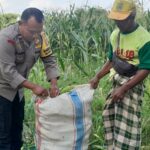 Panen Jagung Dusun Jerneng: Polsek Labuapi Dorong Swasembada Pangan Lokal