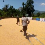 Sinergi Polsek Kuripan dan Petani Gerung Jaga Stabilitas Pangan Daerah