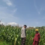 Tanpa Kendala Pupuk, Petani Jagung di Lombok Barat Semakin Optimis