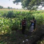 Patroli Ketahanan Pangan: Sinergi Polres Lobar dan Petani Jagung