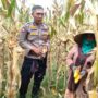Peran Polri Jaga Stabilitas Harga, Petani Jagung Lombok Barat Diimbau Jual ke Bulog