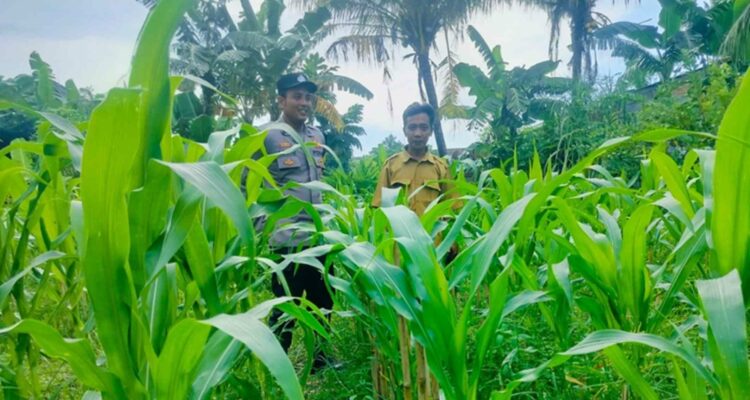 Strategi Polsek Labuapi Optimalkan Lahan Tidur di Bajur