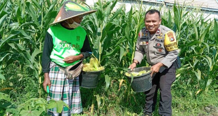 Strategi Polsek Labuapi Wujudkan Kemandirian Pangan